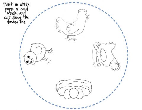 Edworld exchange on x stem life cycle of a chicken wheel printable