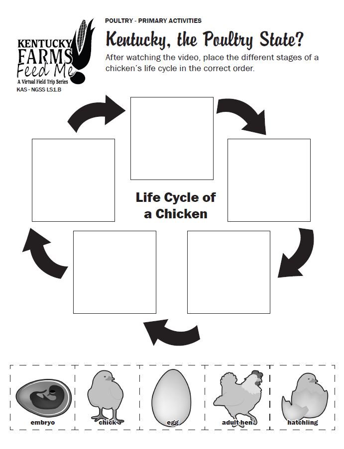 Life cycle of a chicken worksheets â