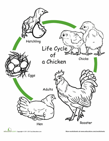 Life cycle of a chicken crafts and worksheets for preschooltoddler and kindergarten
