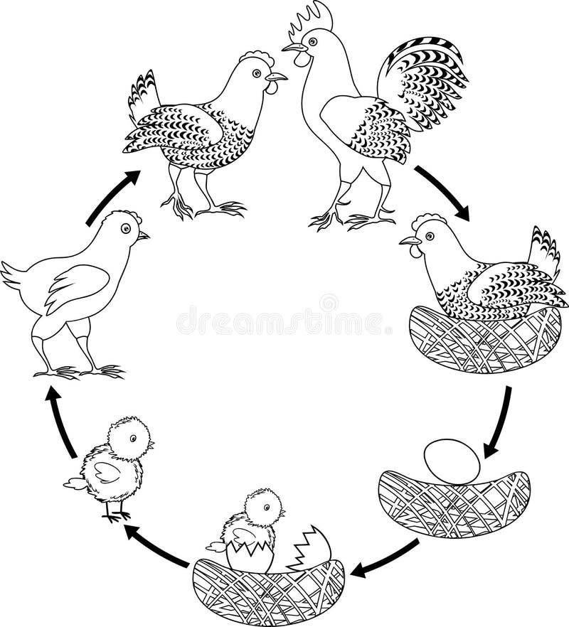 Chicken life cycle stock illustrations â chicken life cycle stock illustrations vectors clipart
