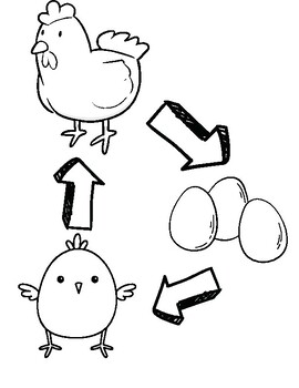 Chicken life cycle coloring page worksheet by jenna otten tpt