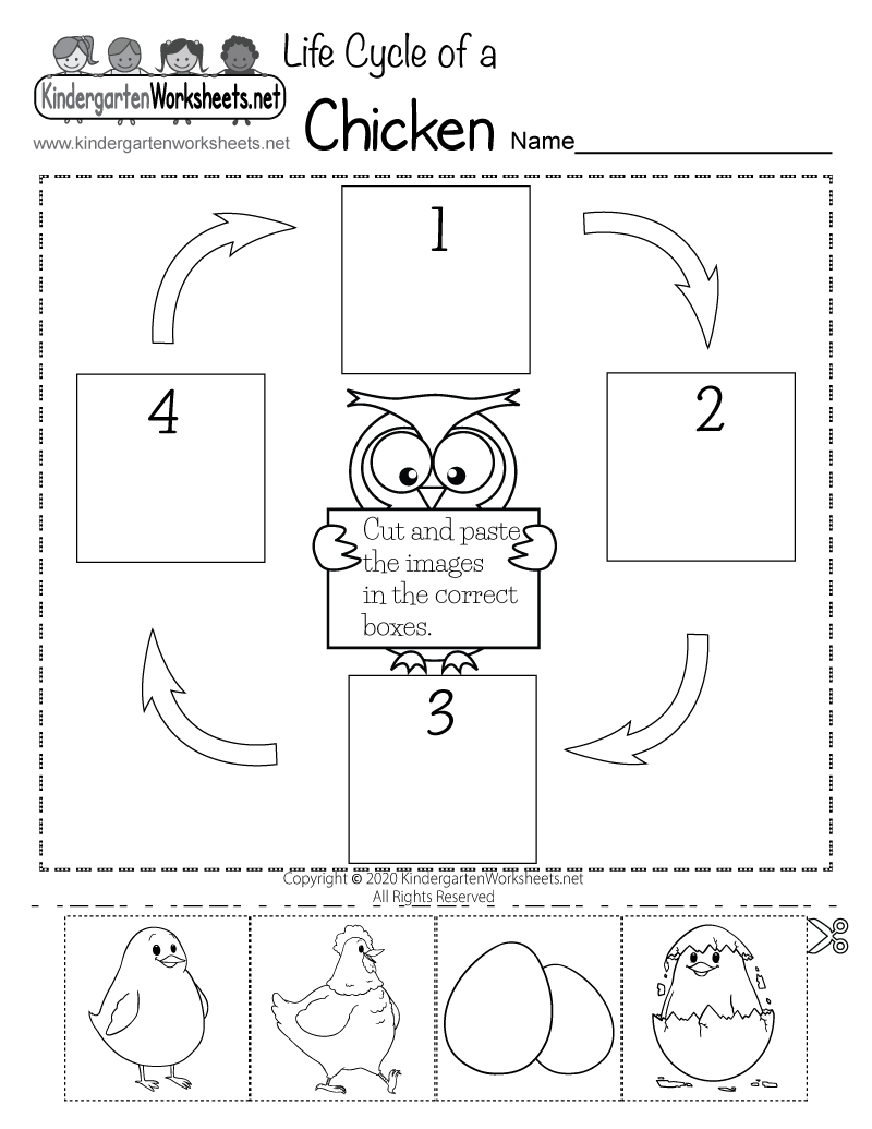 Life cycle of a chicken worksheet