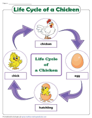 Life cycle of a chicken worksheets