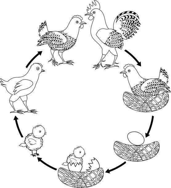 Chicken life cycle stages of chicken growth from egg to adult bird stock illustration