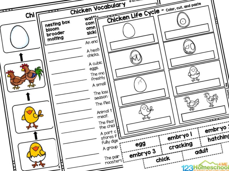 Chicken life cycle worksheets