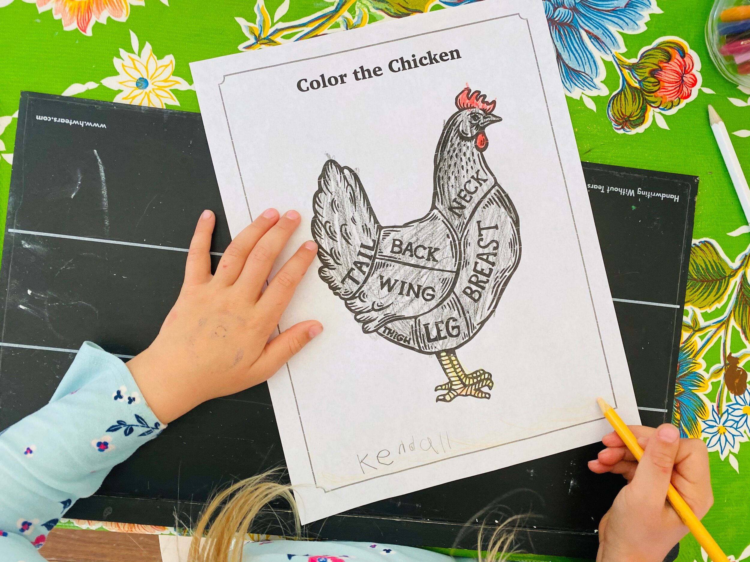 Chicken life cycle â adventures in the schoolhouse