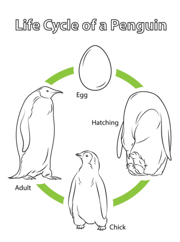 Life cycle of a penguin coloring page free printable coloring pages