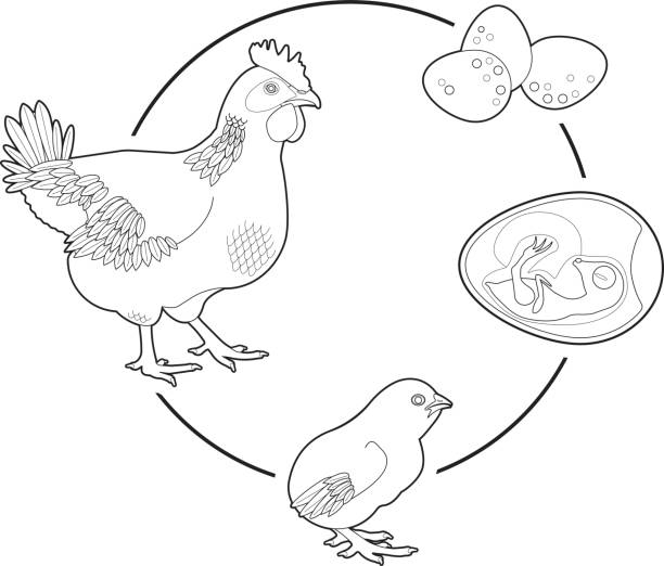 Life cycle of a chicken stock illustration