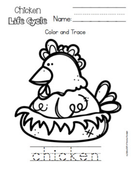 Chicken life cycle for toddlers by preschool printable tpt