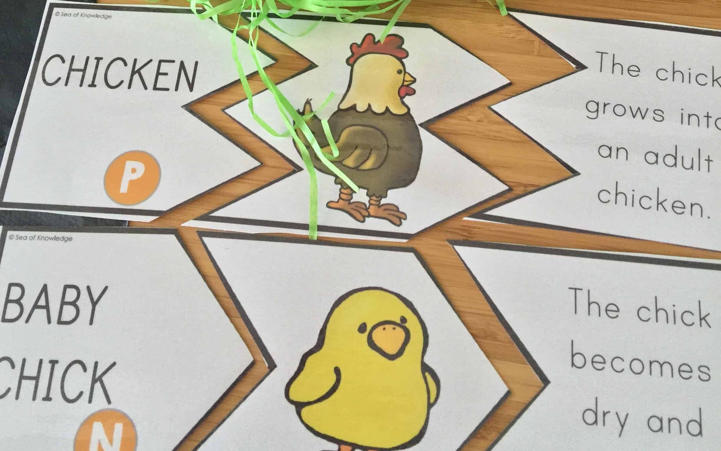 Fantastic activities to teach chicken life cycle