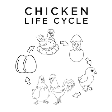 Premium vector cute chicken life cycle cartoon characters vector illustration for kids coloring book