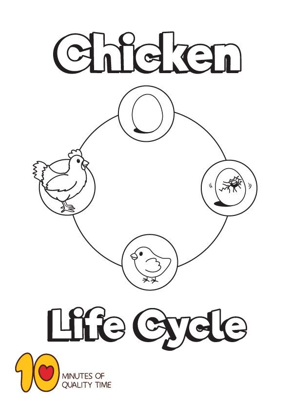 Life cycle of a chicken coloring page life cycles chicken coloring pages chicken coloring