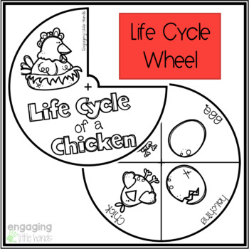Life cycle of a chicken tab flip book made by teachers