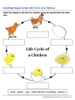 Life cycle of a chicken worksheets