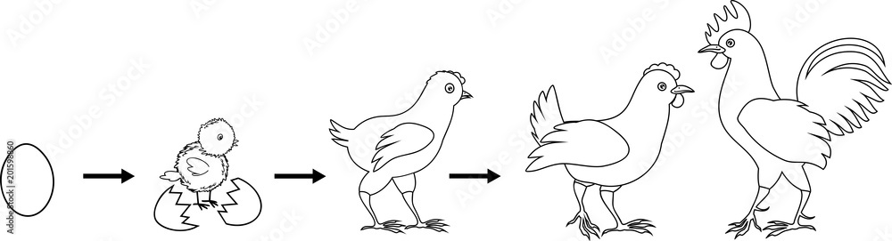 Coloring page stages of chicken growth from egg to adult bird vector