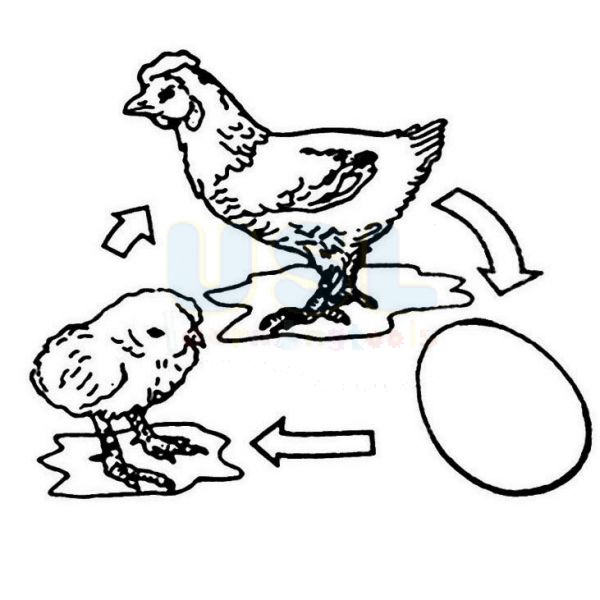 One stop school supplies usl learning tools life cycle of a chicken premium educational tools usl educational supplies