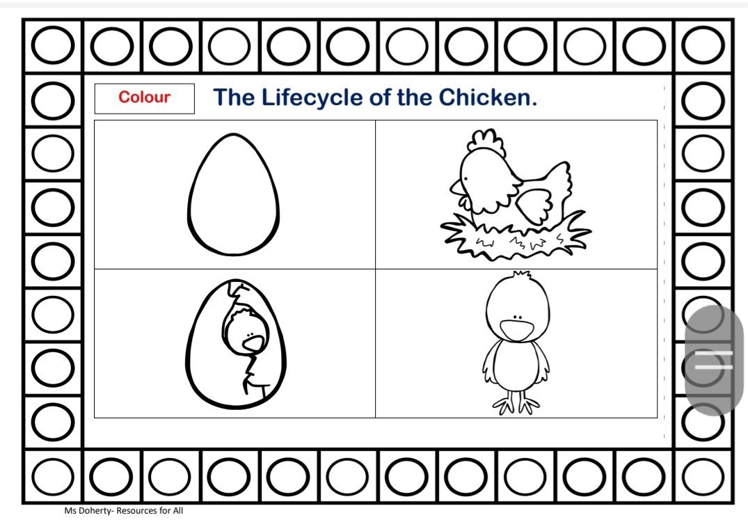 Infants the lifecycle of a chicken