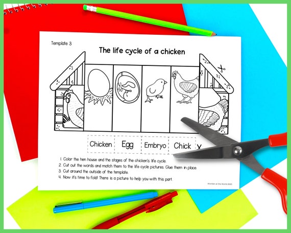 Life cycle of a chicken foldable kids craft a and x inch digital download science cut and paste