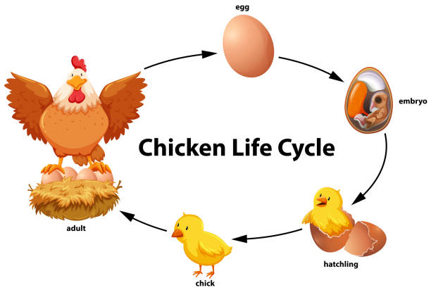 Chicken life cycle stock photos pictures royalty
