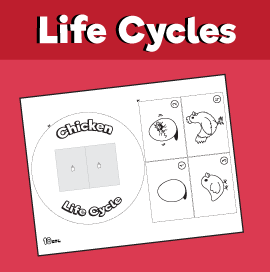 Life cycle of a chicken coloring page â minutes of quality time
