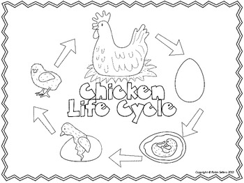 Chicken life cycle