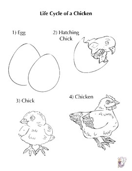 Life cycle of a chicken by artsy mermaid designs tpt