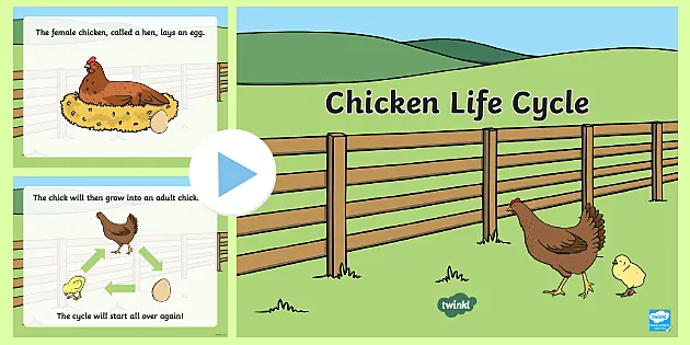 Life cycle of a chicken trace and color activity