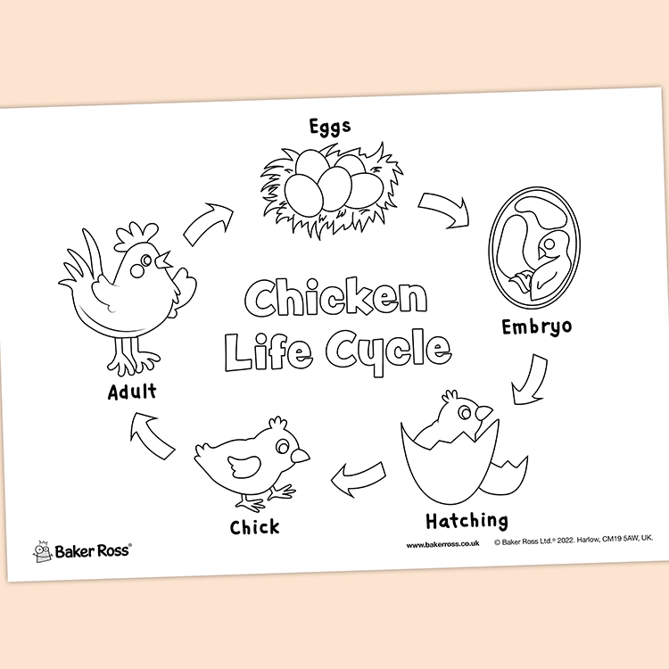 Chicken life cycle craft activity guide baker ross