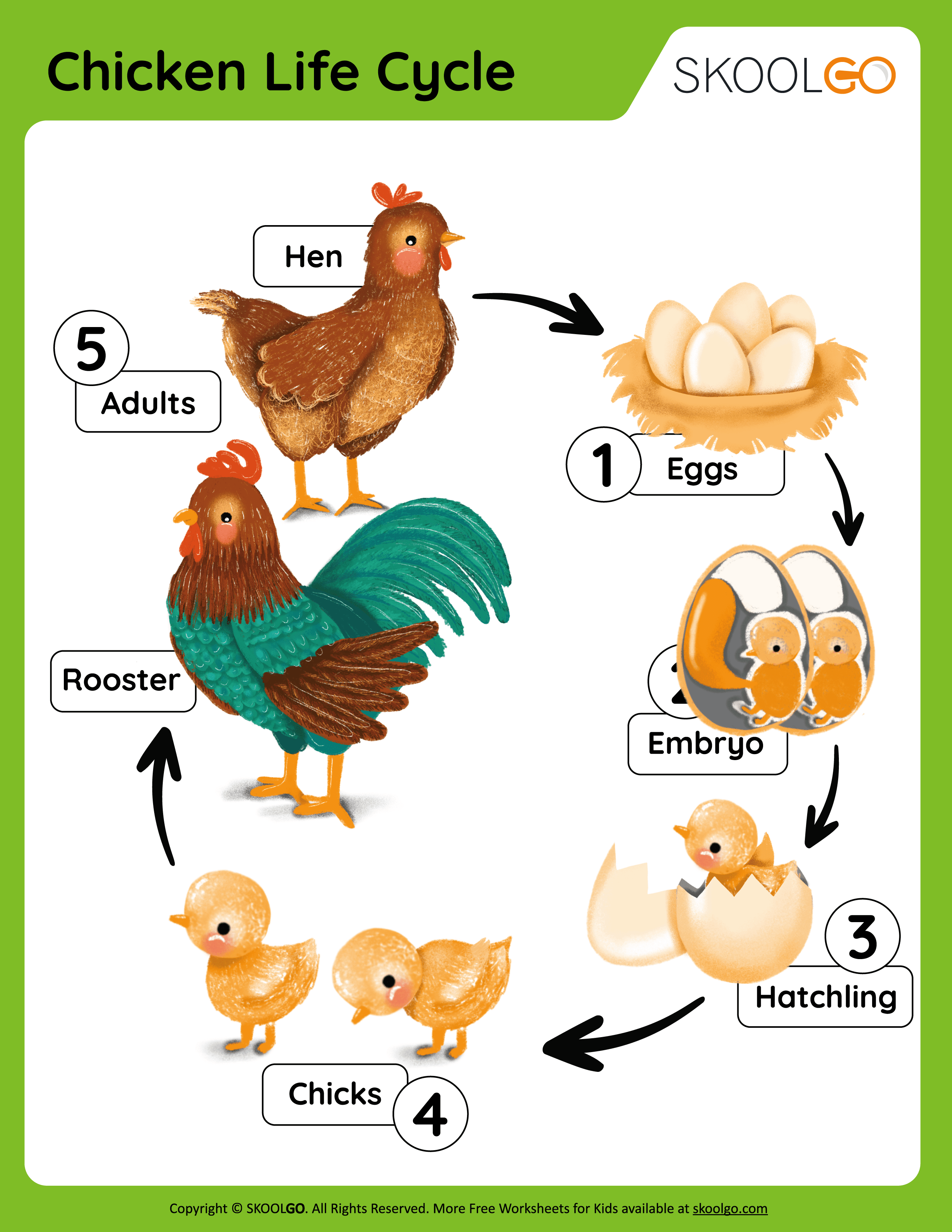 Chicken life cycle