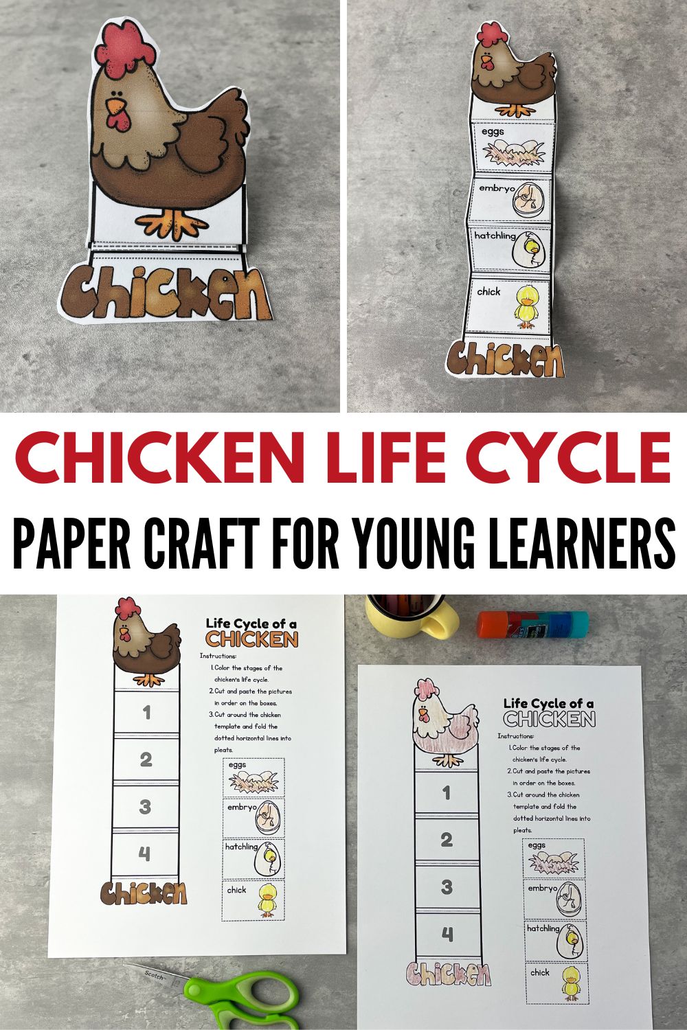 Free printable chicken life cycle craft for preschoolers