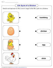 Life cycle of a chicken worksheets