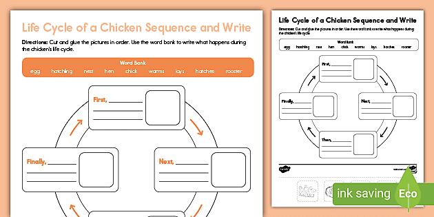 Life cycle of a chicken trace and color activity