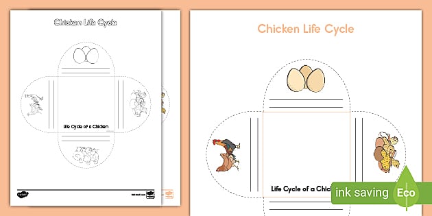 Life cycle of a chicken trace and color activity