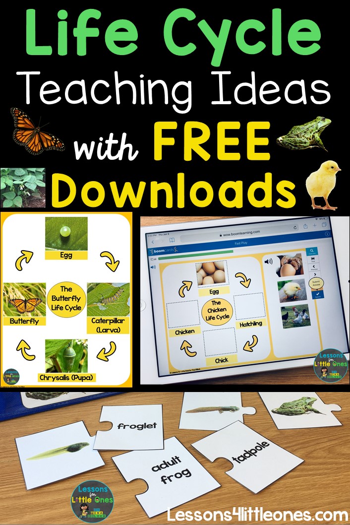 Life cycle butterfly frog chicken plant teaching ideas plus free downloads