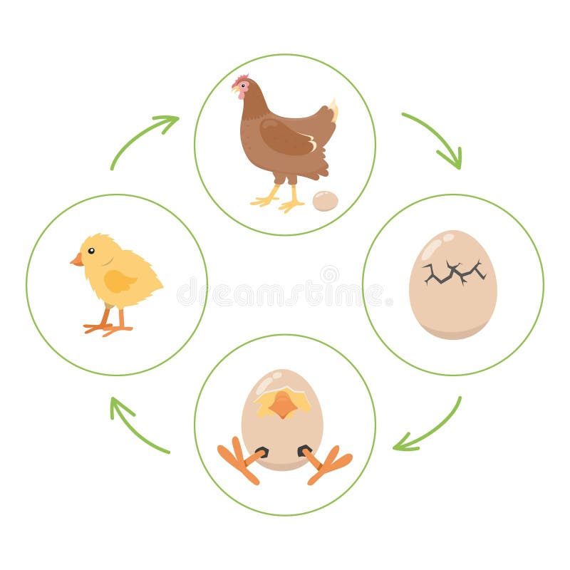 Chicken life cycle stock illustrations â chicken life cycle stock illustrations vectors clipart