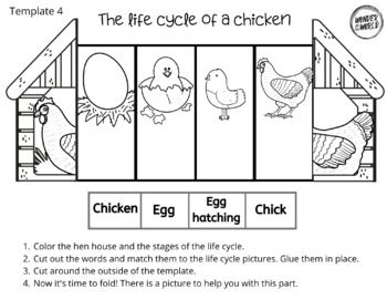 Life cycle of a chicken foldable activity for interactive science notebook life cycles bird life cycle chicken life cycle