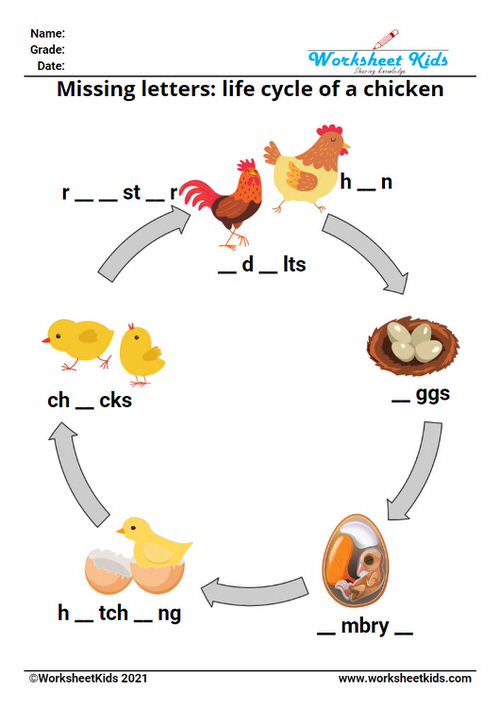 Life cycle of a chicken for kids worksheet