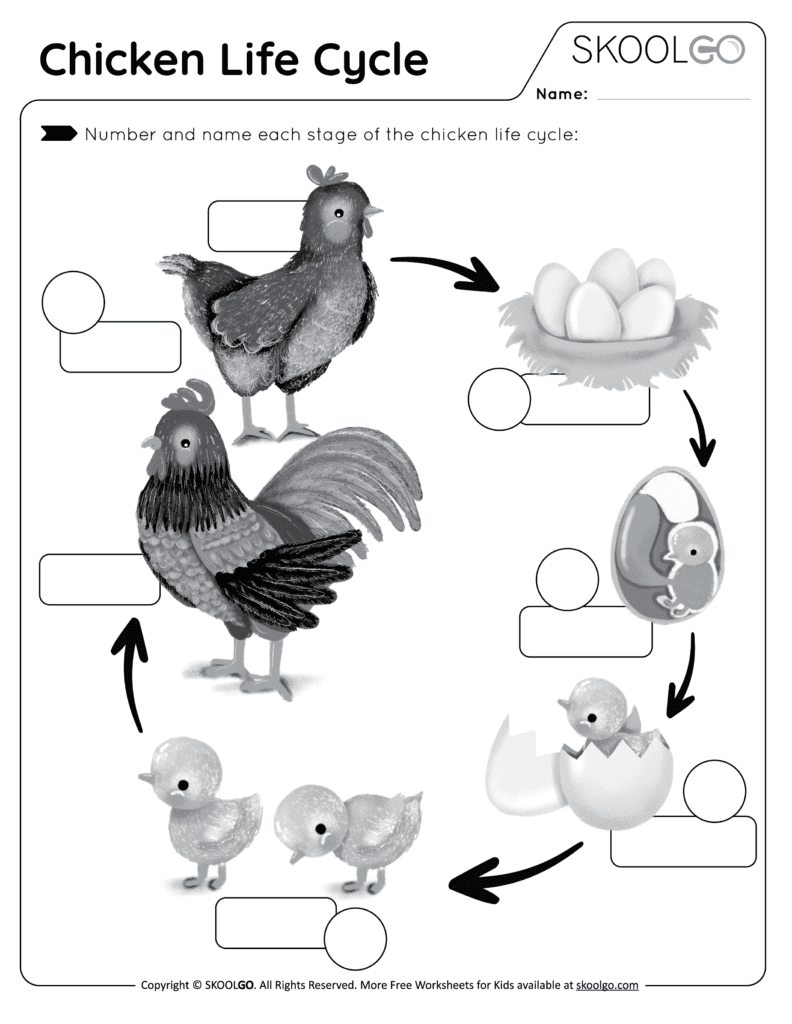 Chicken life cycle