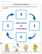 Life cycle of a chicken worksheets