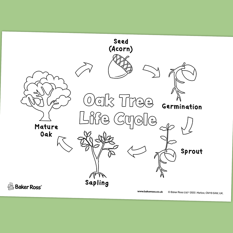 Oak tree life cycle craft activity guide baker ross