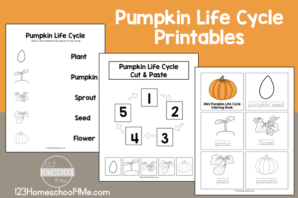 Free printable pumpkin life cycle worksheet s