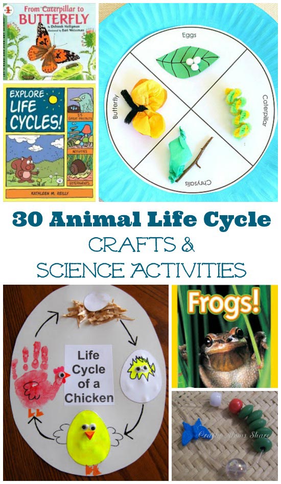 Life cycle activities for animals insects