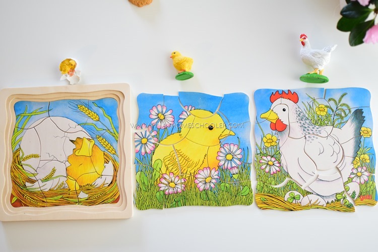 Introducing the life cycle of a chicken to preschoolers the pinay homeschooler