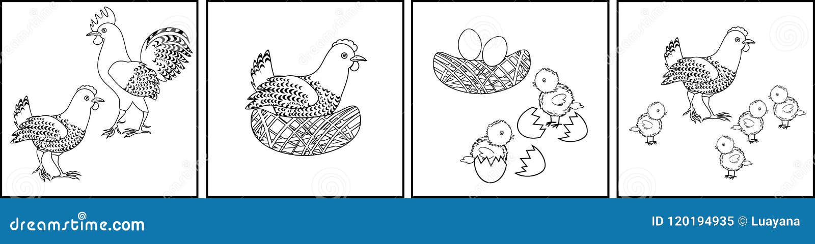 Chicken life cycle stock illustrations â chicken life cycle stock illustrations vectors clipart