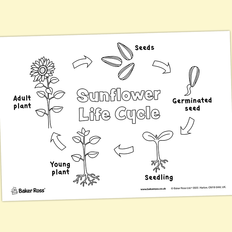 Sunflower life cycle craft activity guide baker ross