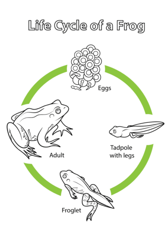 Life cycle of a frog coloring page free printable coloring pages