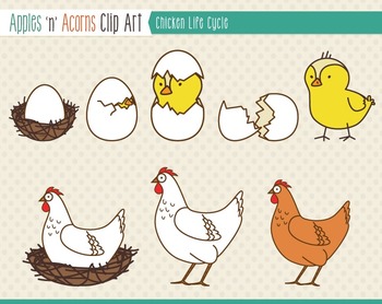 Chicken life cycle clip art