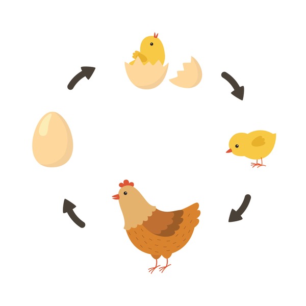 Hundred chicken life cycle royalty