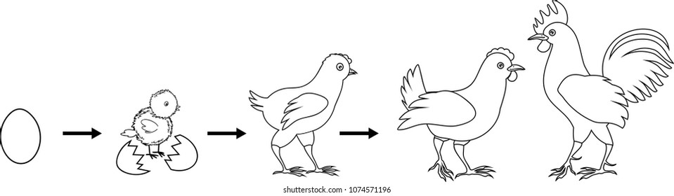 Hundred chicken life cycle royalty