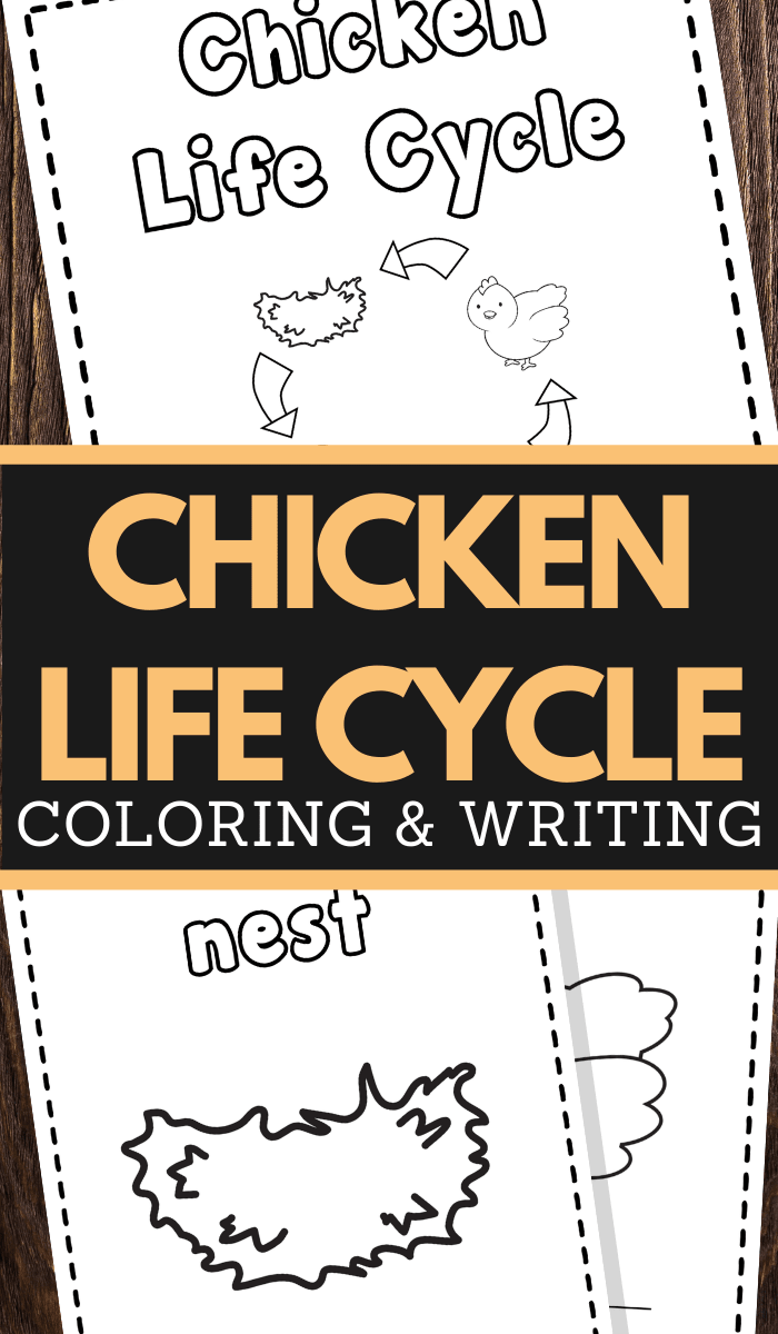 Chicken life cycle coloring and writing pages for home learning and fun